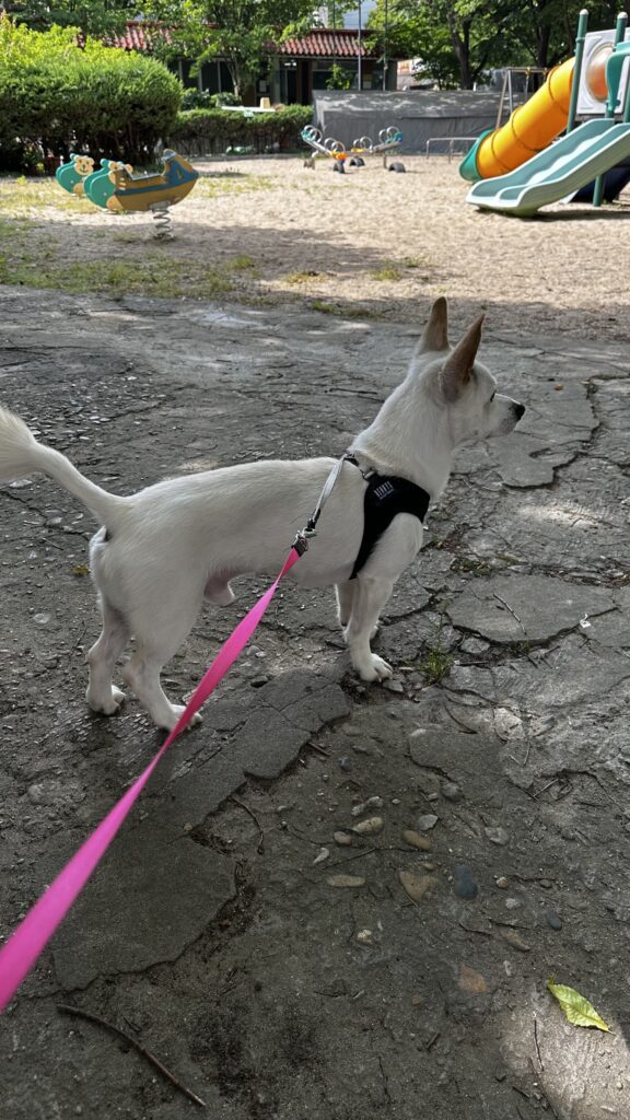 진드기를 피해서 산책하는 강아지 사진