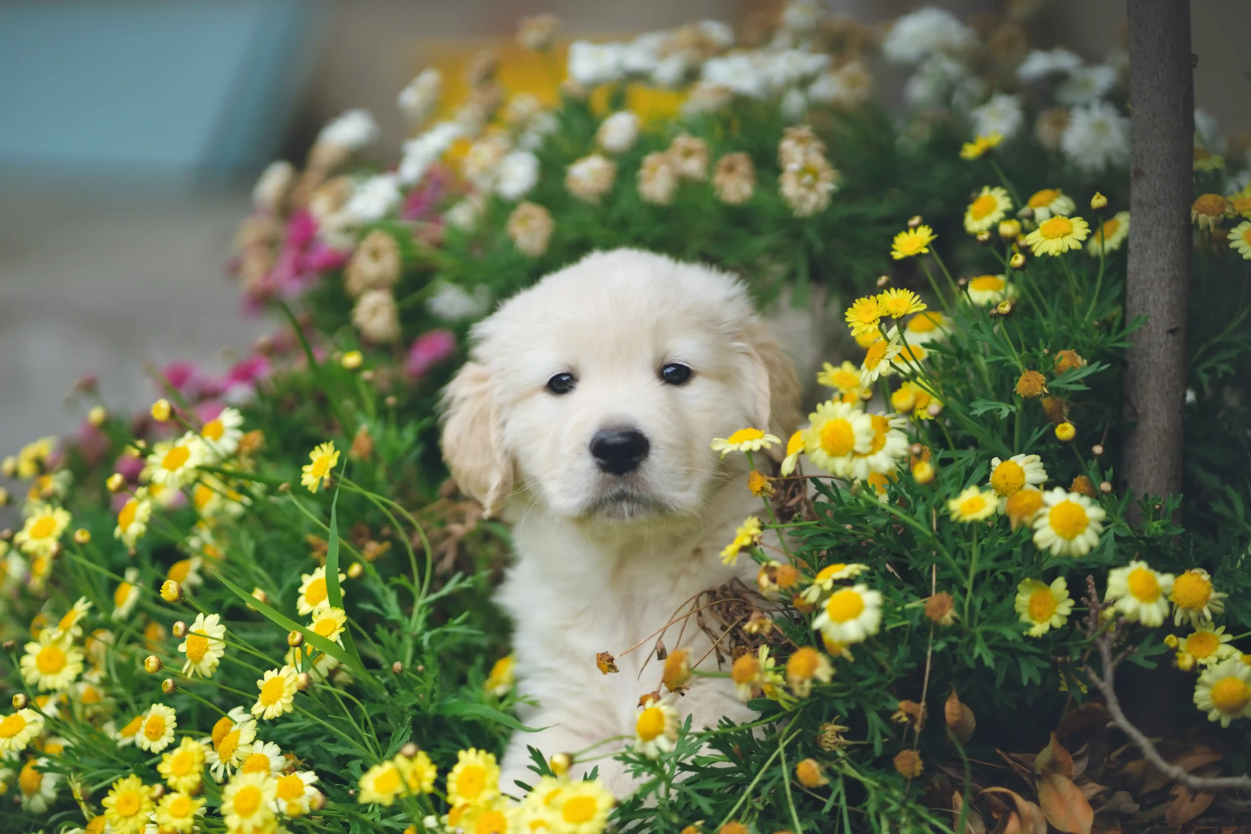 꽃 사이의 귀여운 강아지