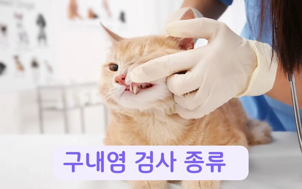 고양이 구내염 검사