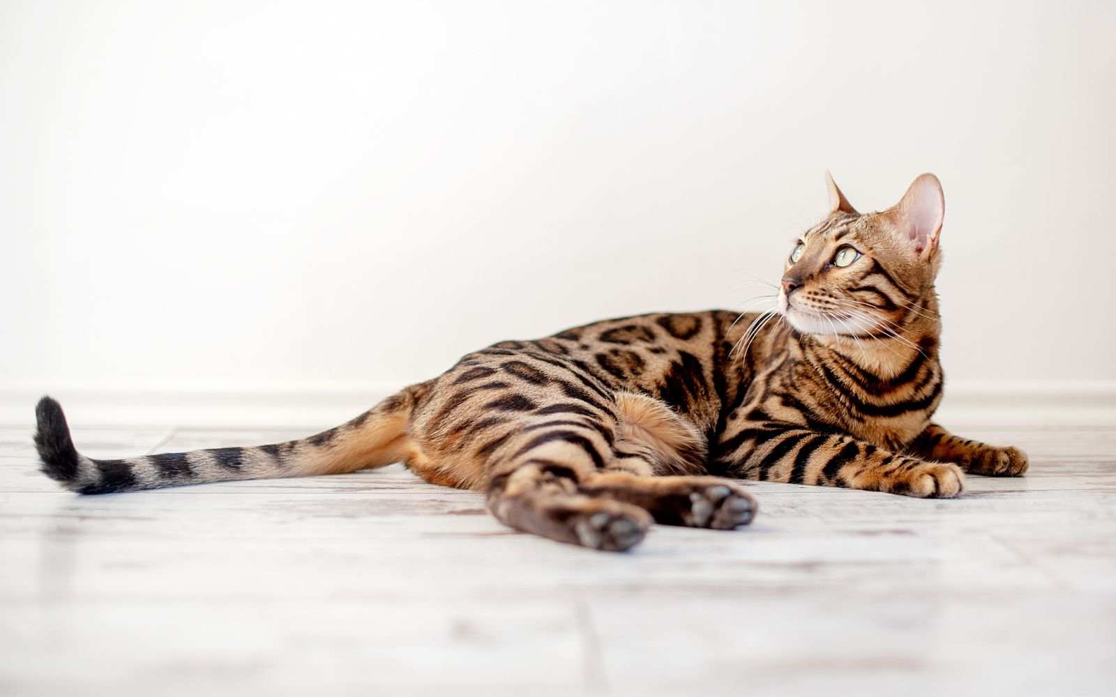 얼룩 무늬 벵갈 고양이