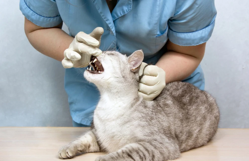 고양이 치과 검사