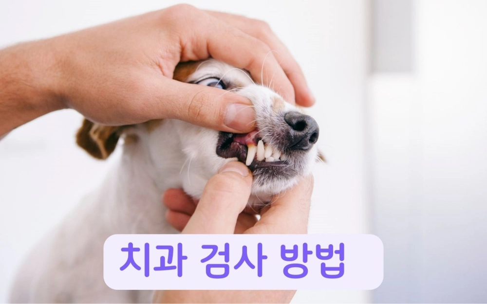 강아지 치과 검사