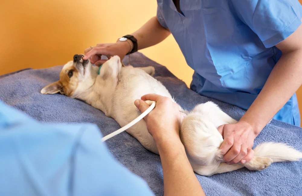 강아지 부신 초음파 검사