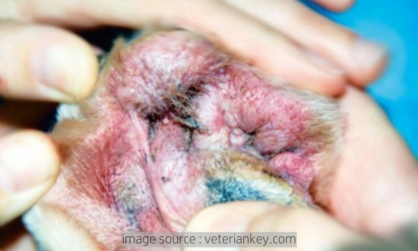 강아지 곰팡이성 피부염