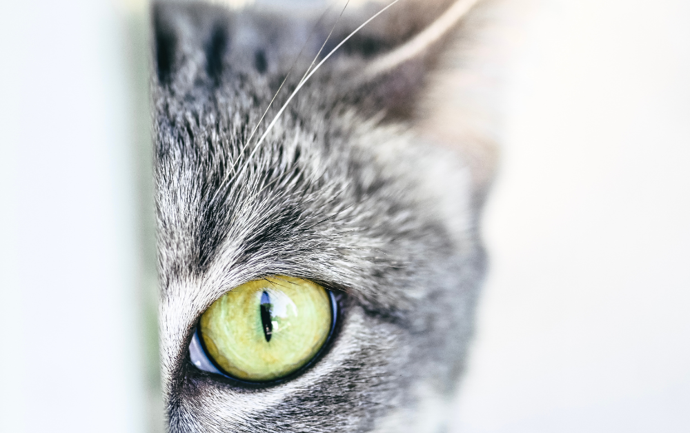 고양이 눈병 자연 치유