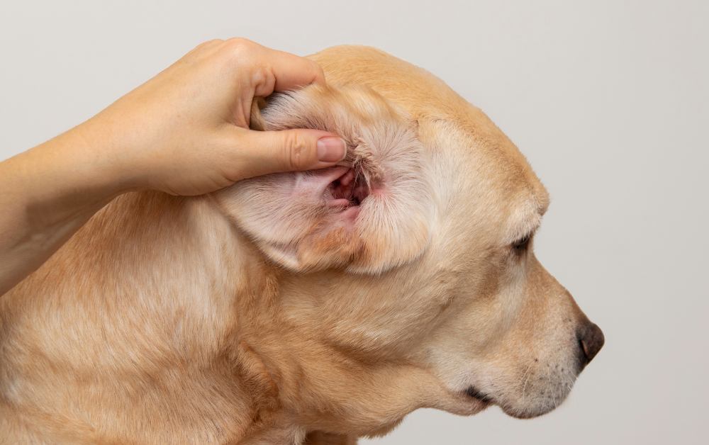 강아지 귀 염증