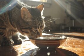 Causes types and self care of feline kidney disease A complete guide 1