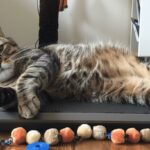 Diseases caused by overweight in cats and self care tips 1