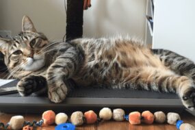 Diseases caused by overweight in cats and self care tips 1