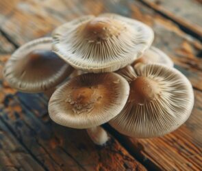 close up edible mushrooms on wood