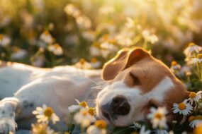 dog sleeping among daisies in sunlight