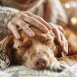 person petting dog cat cozy blanket warm lights