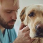 veterinarian checking golden retriever health