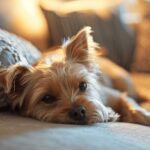 Causes Symptoms and Self Care Methods for Canine Liver Disease 1