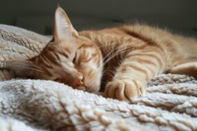 Causes types of symptoms and self care tips for cat liver disease 1